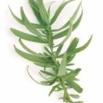 french-tarragon